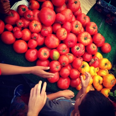 Picking up Tomatoes from Alm Hill